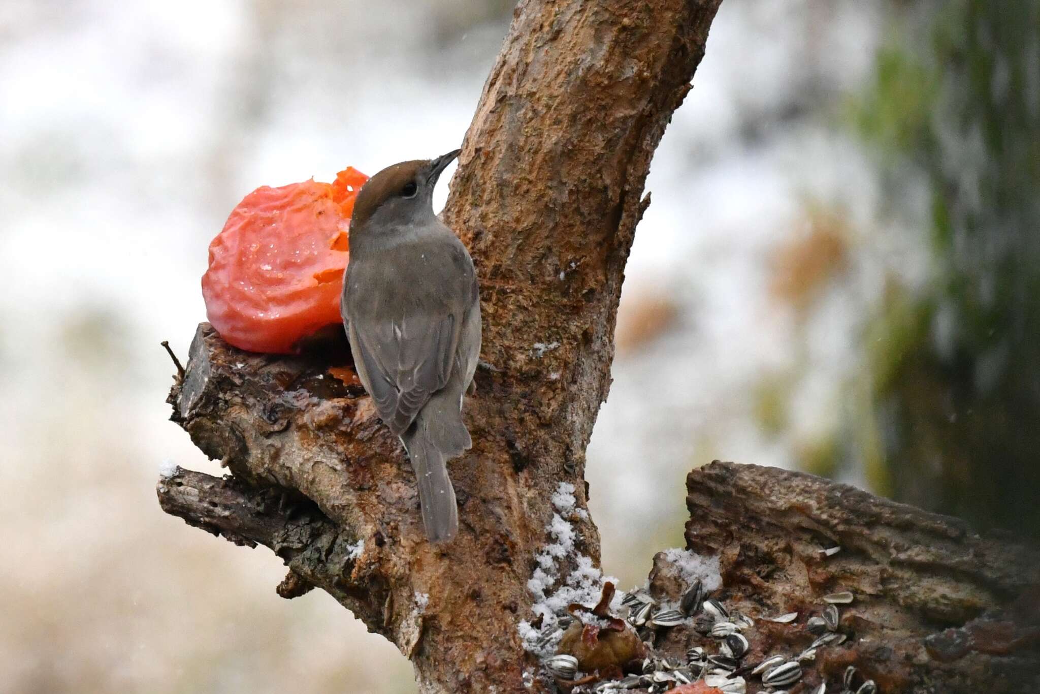 Imagem de Sylvia atricapilla atricapilla (Linnaeus 1758)