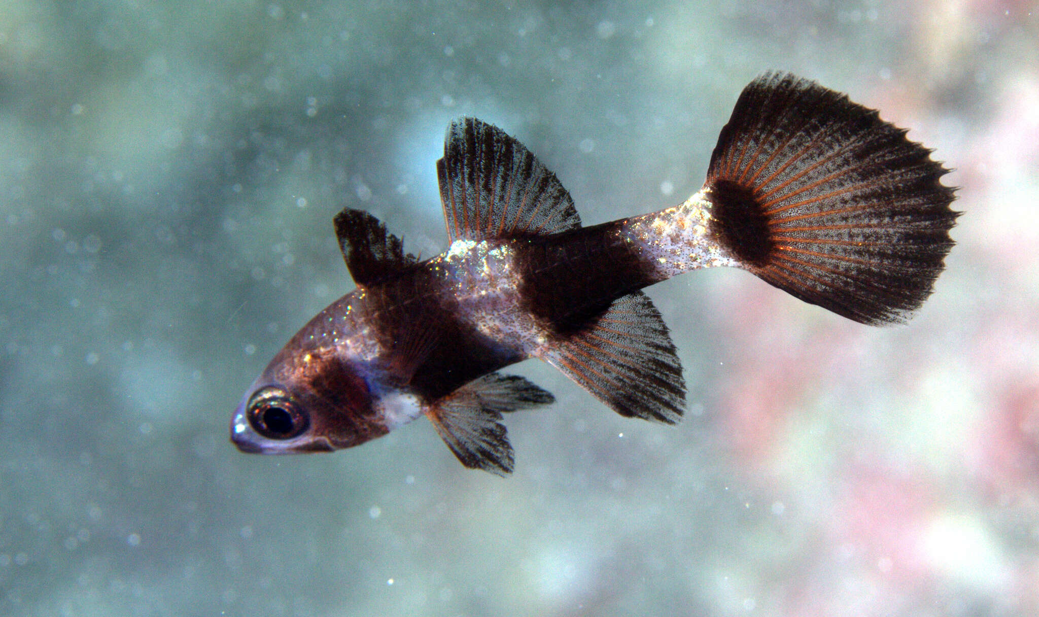 Image de Pseudamia zonata Randall, Lachner & Fraser 1985