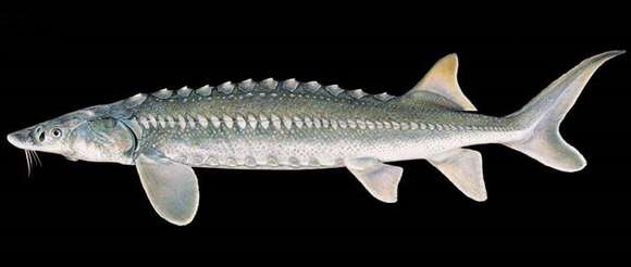 Image of White Sturgeon