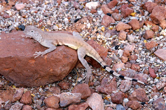 Image of Zebratail lizards