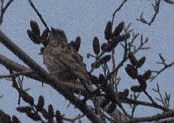 Image of Altai Accentor