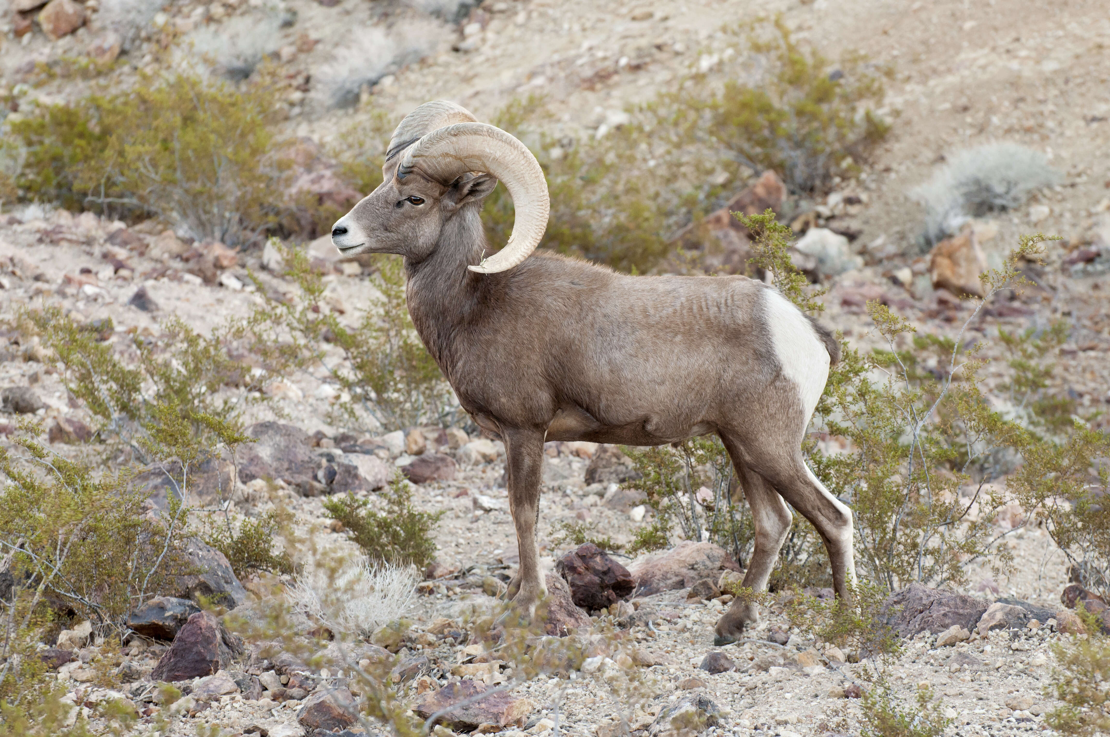 Plancia ëd Ovis canadensis Shaw 1804