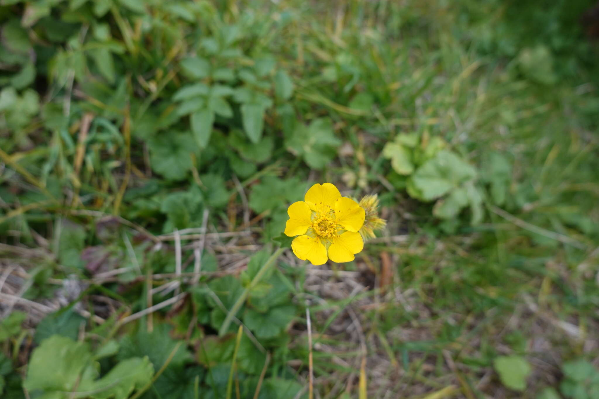 Image of Geum pyrenaicum Miller