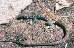 Image of Tiger Whiptail