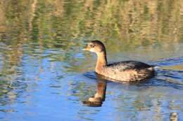 Image of Pied-billed Grebe