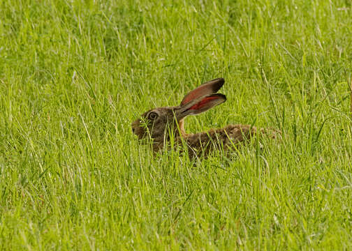 Image of brown hare, european hare