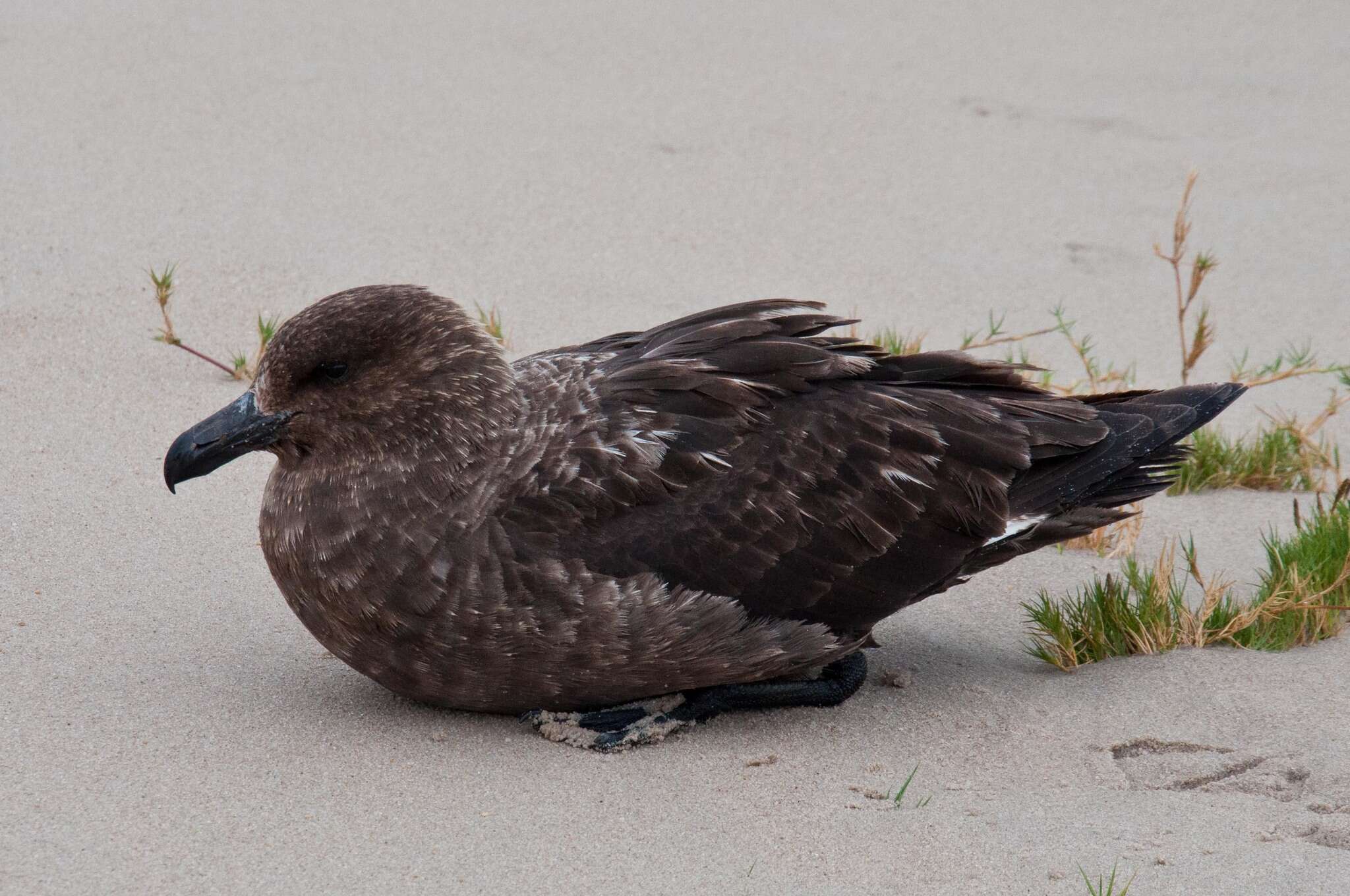 Stercorarius antarcticus lonnbergi (Mathews 1912) resmi