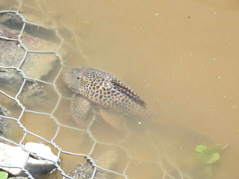 Hypostomus aspilogaster (Cope 1894)的圖片