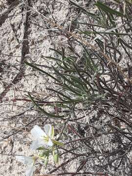 Image of White Sands fanmustard