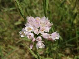 Image of Allium roseum L.