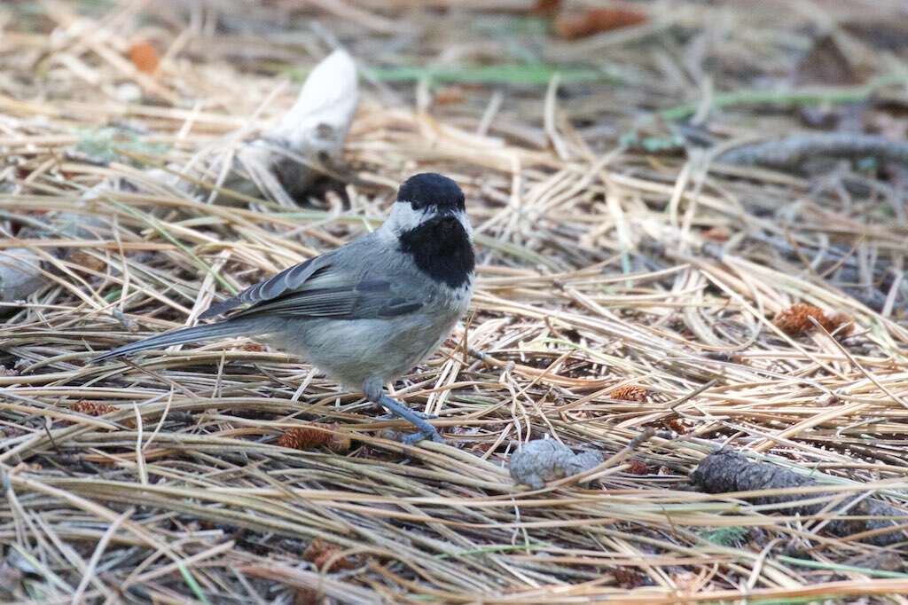 Image of chickadees and titmice