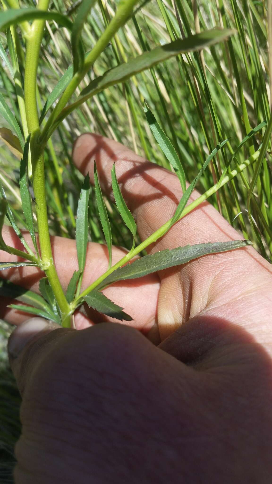 صورة Lepidium africanum (Burm. fil.) DC.