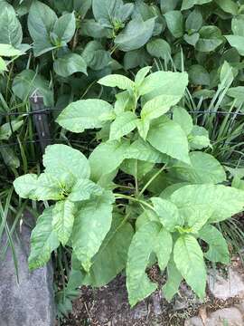 Sivun Pokeweed mosaic virus kuva