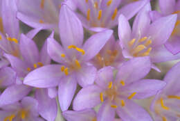 Imagem de Colchicum cilicicum (Boiss.) Dammer