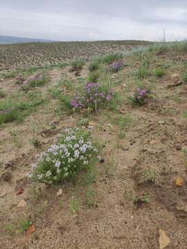 Image of Thymus pallasianus Heinr. Braun