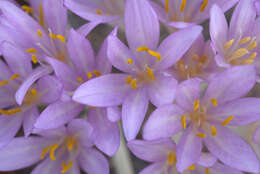 Imagem de Colchicum cilicicum (Boiss.) Dammer