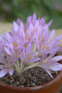 Imagem de Colchicum cilicicum (Boiss.) Dammer