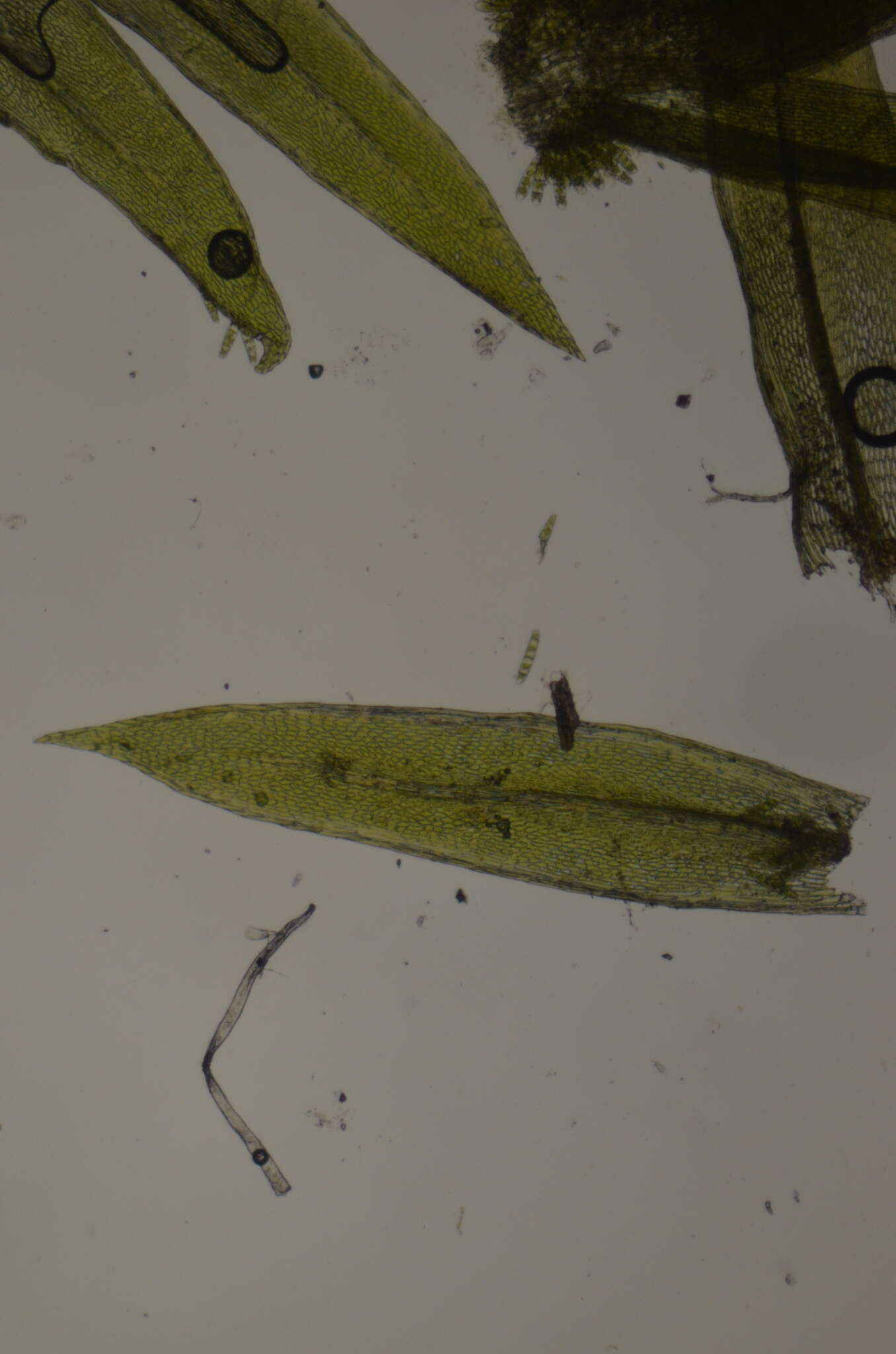 Sivun Daltonia splachnoides W. J. Hooker & Taylor 1818 kuva