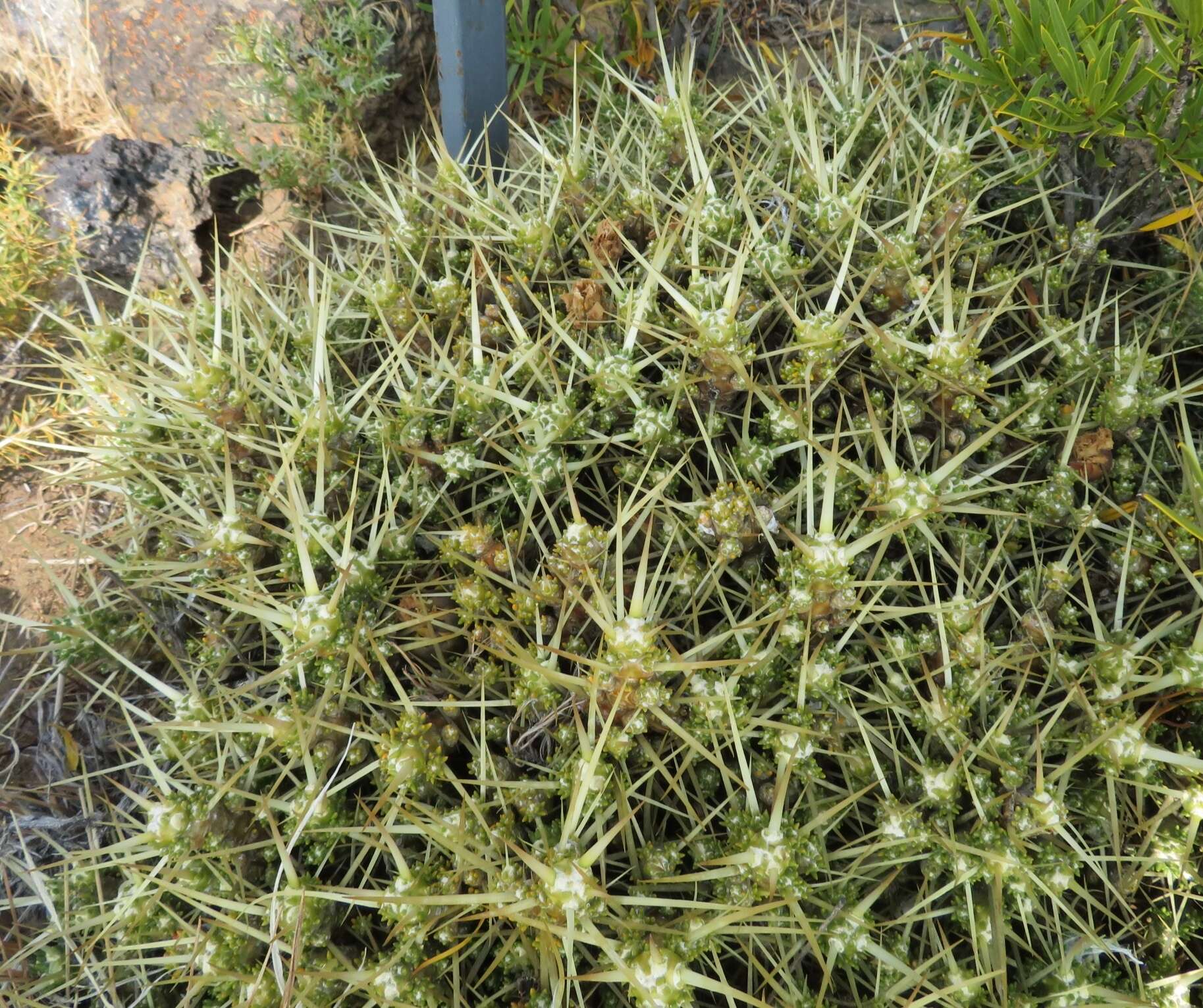 Image of Maihuenia patagonica (Phil) Britton & Rose