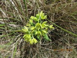 Image de Schizoglossum flavum Schltr.