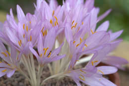 Imagem de Colchicum cilicicum (Boiss.) Dammer