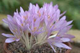 Imagem de Colchicum cilicicum (Boiss.) Dammer