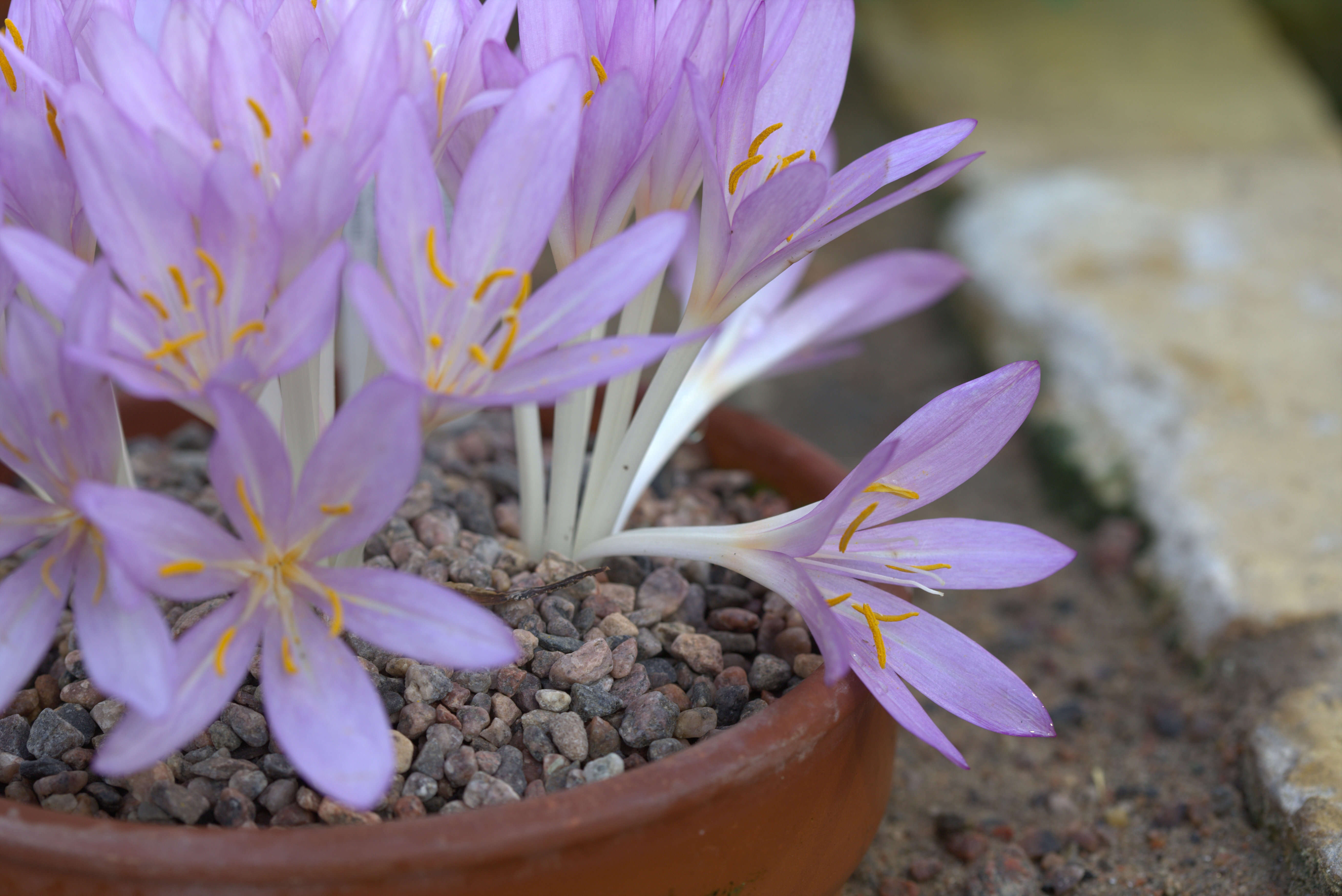 Imagem de Colchicum cilicicum (Boiss.) Dammer