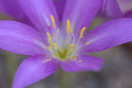 Image of Colchicum boissieri Orph.