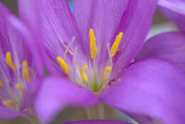 Image of Colchicum boissieri Orph.