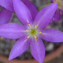 Image de Colchicum boissieri Orph.