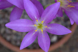 Image of Colchicum boissieri Orph.