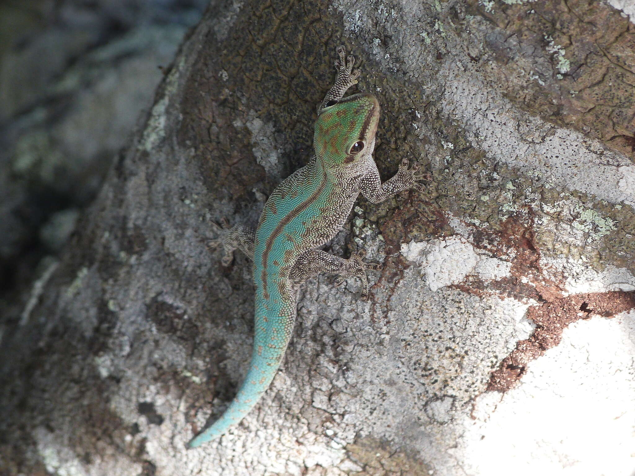 Plancia ëd Phelsuma abbotti abbotti Stejneger 1893