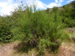 Image of Dipyrena juncea (Gillies & Hook.) Ravenna