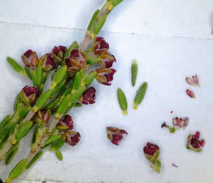 Image of Erica maritima Guthrie & Bolus