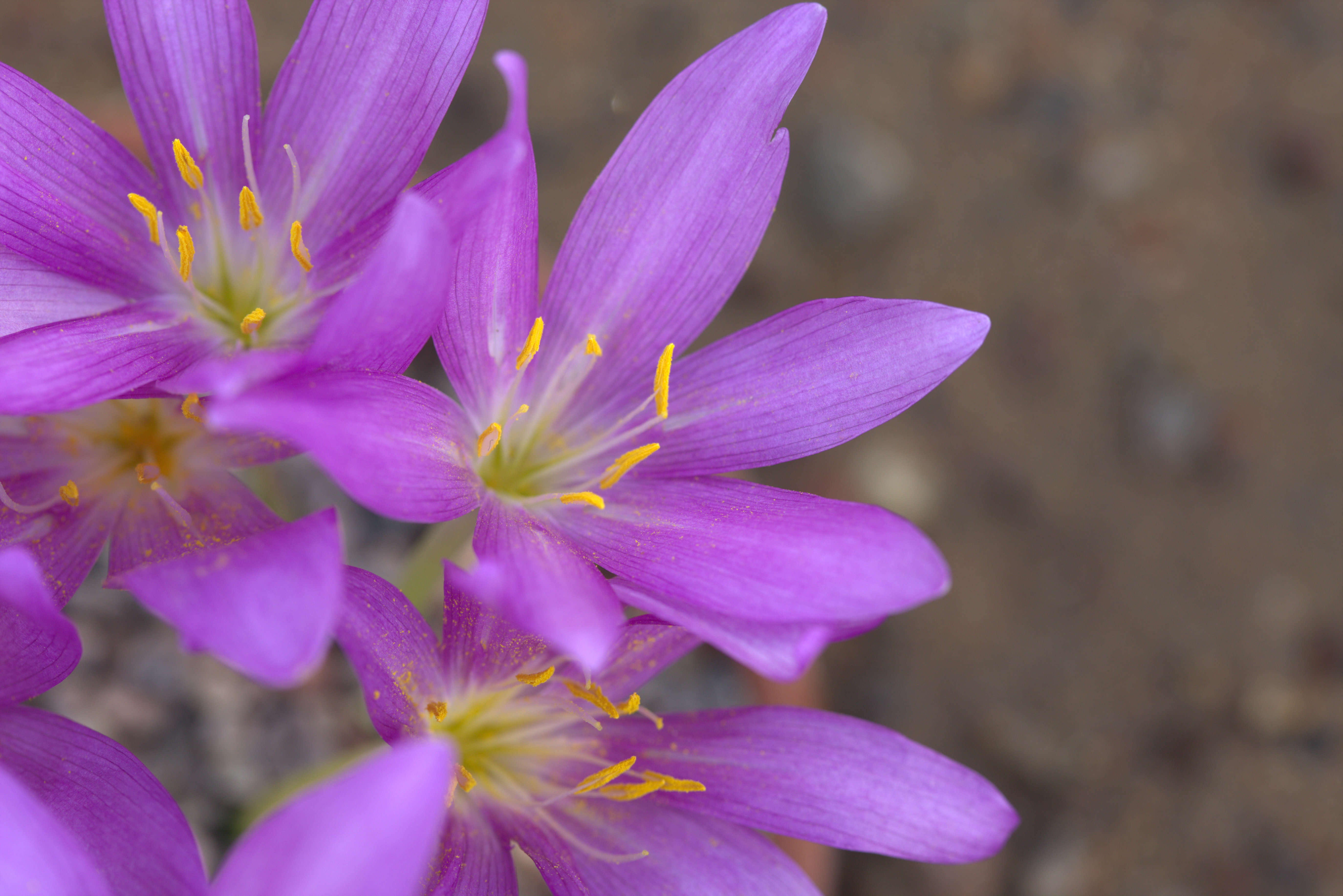 Image of Colchicum boissieri Orph.