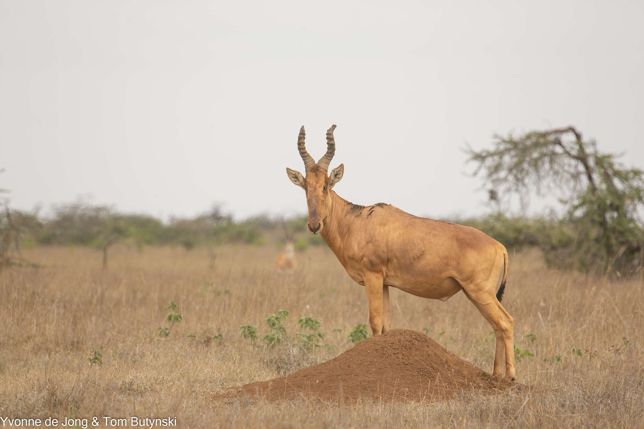 Image of Hartebeest