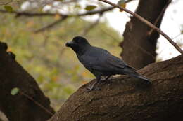 Imagem de Corvus macrorhynchos Wagler 1827