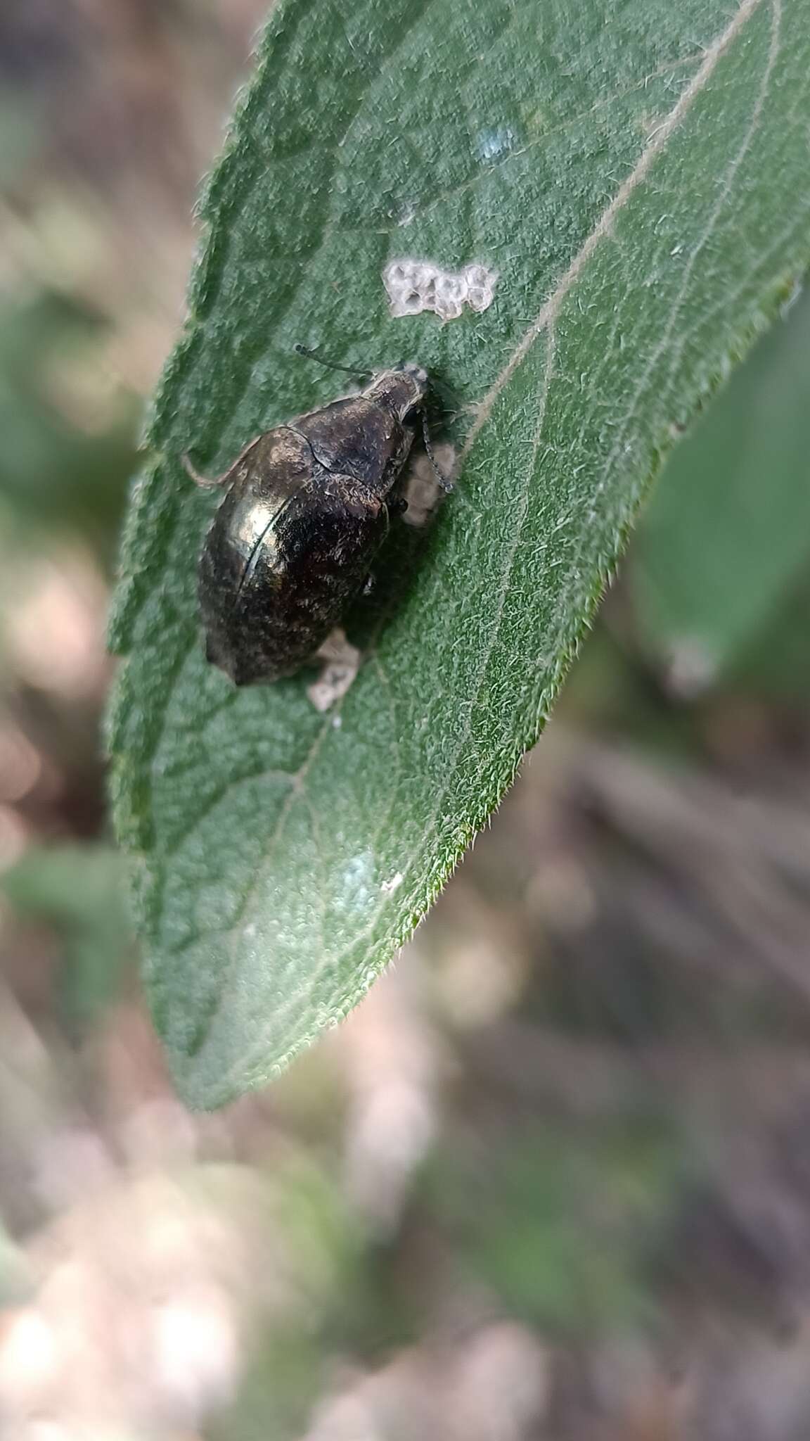 Image of Cyrtomius (Cyrtomius) plicatus (Champion 1884)