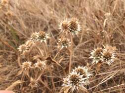 Image of coastal eryngo