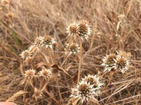 Image de Eryngium armatum (S. Wats.) Coult. & Rose