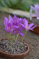 Image of Colchicum boissieri Orph.