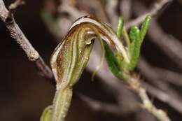 Image of Pterostylis angusta A. S. George