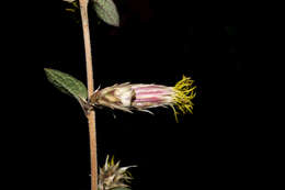 Brickellia secundiflora (Lag.) A. Gray的圖片