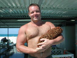 Image of Prickly Redfish