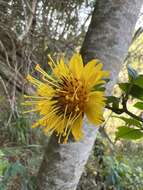 صورة Bidens cosmoides (A. Gray) Sherff