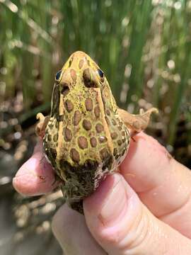 Image of Relict Leopard Frog