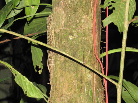 Image of Thecadactylus solimoensis Bergmann & Russell 2007