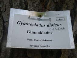 Plancia ëd Gymnocladus dioica (L.) K. Koch