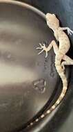 Image of Keeled Gecko