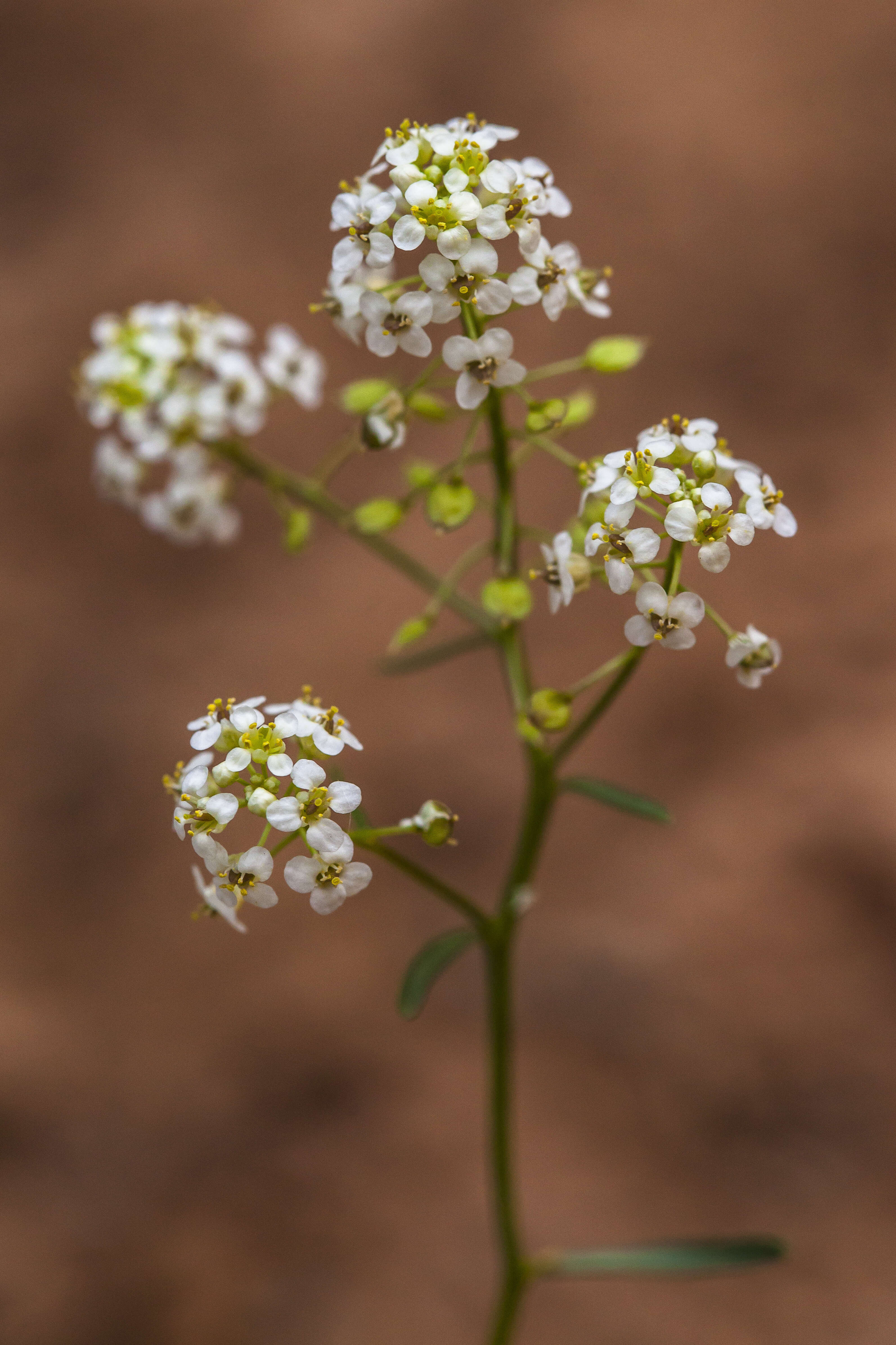 Sivun Lepidium montanum Nutt. kuva